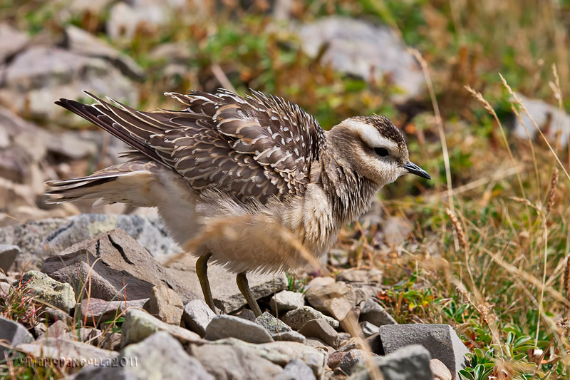 Piviere tortolino (Charadrius morinellus)